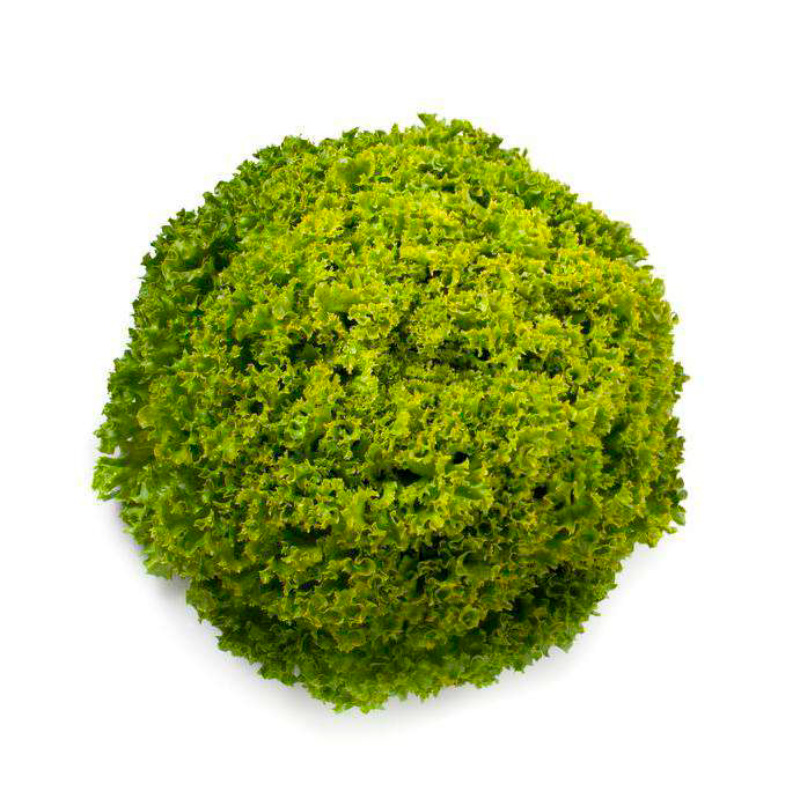 FT-Lechuga-Levistro-RZ